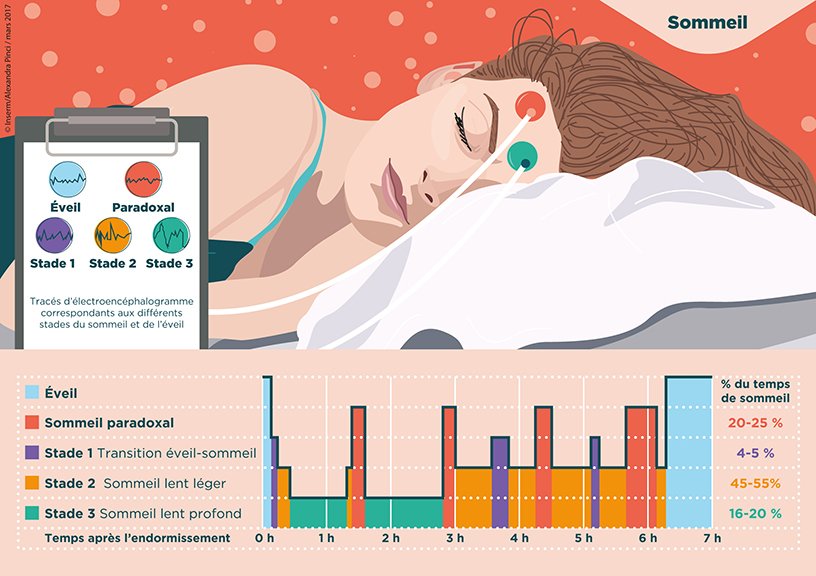 Sleep phases