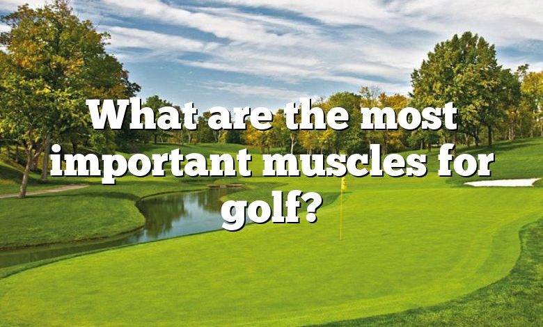 What are the most important muscles for golf?