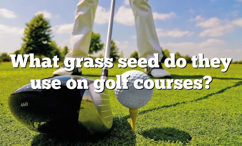 What grass seed do they use on golf courses?