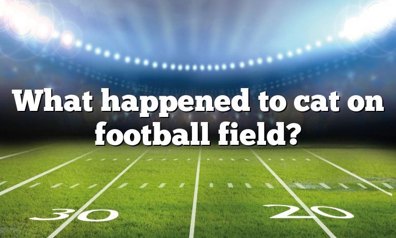 What happened to cat on football field?