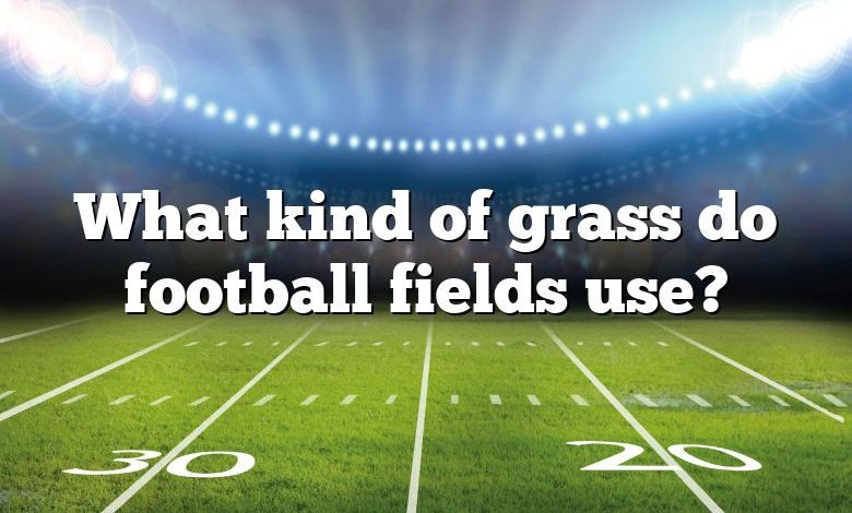 What kind of grass do football fields use?