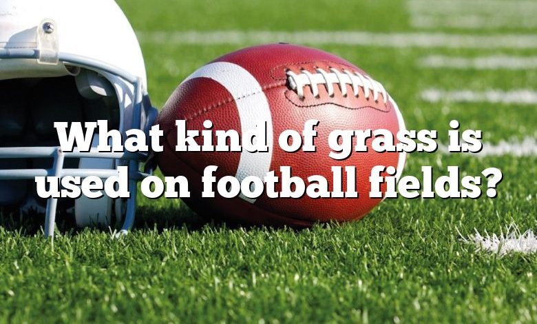 What kind of grass is used on football fields?