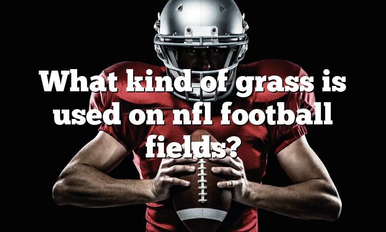 What kind of grass is used on nfl football fields?