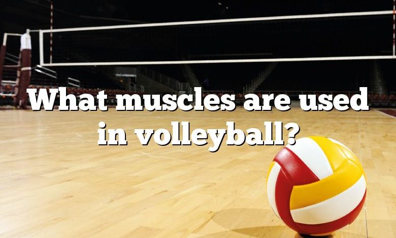 What muscles are used in volleyball?