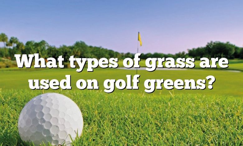 What types of grass are used on golf greens?